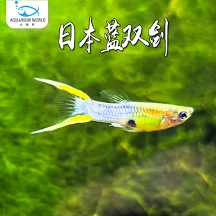 日本蓝双剑孔雀鱼小型热带鱼淡水观赏鱼白金双剑安德拉斯双剑灯鱼