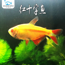红十字鱼冷水活体观赏鱼水族淡水鱼新手练手鱼金鱼天使鱼耐活好养