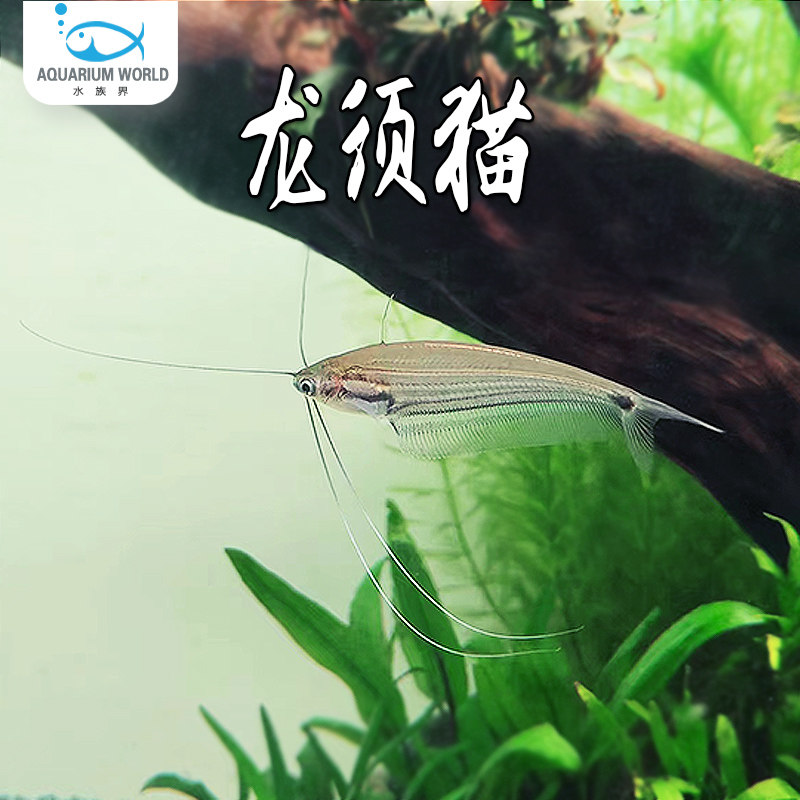 龙须猫鱼透明四须猫玻璃猫海象草缸群游热带鱼淡水观赏鱼灯科鱼