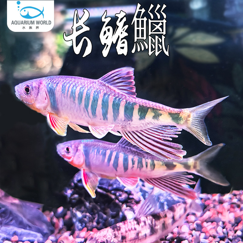 长鳍鱲网红群游鱼原生鱼冷水溪流鱼观赏鱼马口鱲宽鳍鬣异躐不加温