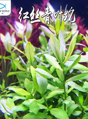 红丝青叶坨新手懒人造景水草