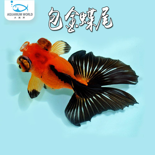 包金蝶尾金鱼淡水鱼活体好养耐活