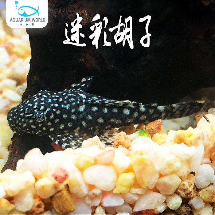 迷彩胡子水草缸除绿藻青苔清道夫大帆短帆黑胡子工具鱼清洁鱼热带