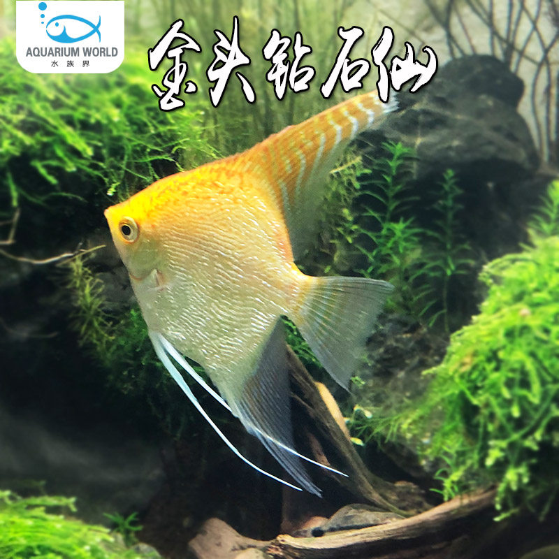 金头钻石神仙鱼红蓝魔鬼秘鲁埃及墨仙燕鱼小型热带观赏鱼活体好养