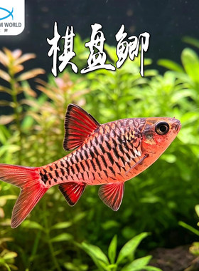 棋盘鲫群游鱼新手淡水鱼群游鱼