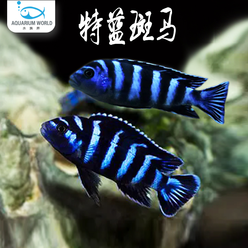 特蓝斑马三湖慈鲷鱼观赏鱼热带鱼