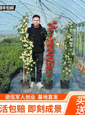 黄木香花苗爬藤植物重瓣红白木香树苗蔷薇四季开花卉阳台庭院盆栽