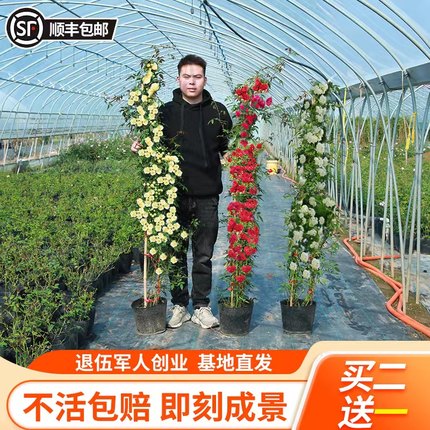 黄木香花苗爬藤植物重瓣红白木香树苗蔷薇四季开花卉阳台庭院盆栽