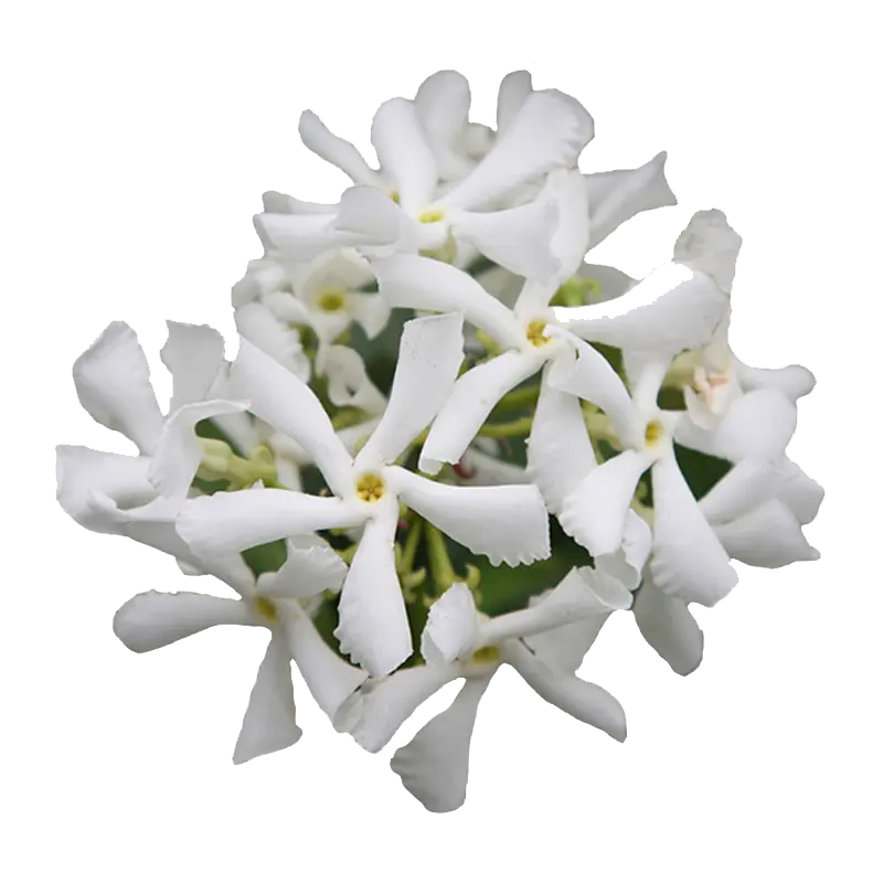 绿枝茵茉莉爬藤庭院四季观赏植物
