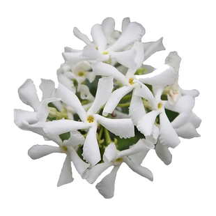 风车茉莉爬藤植物垂丝络石藤四季开花苗室内阳台花卉盆栽常青绿植