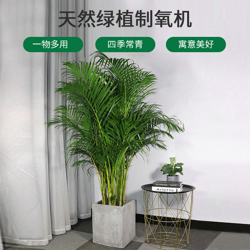 绿枝茵盆栽观叶净化空气图片