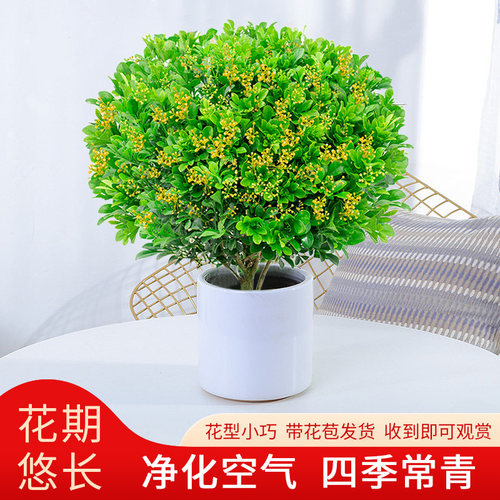 米兰阳台四季提神美观