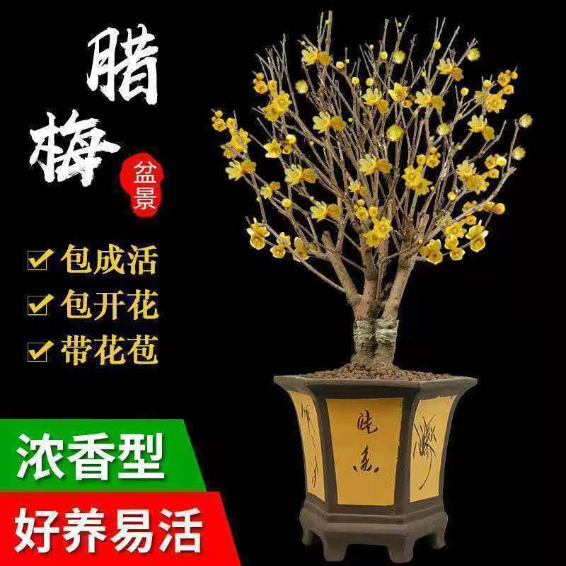 原土球发货 带花苞 包成活