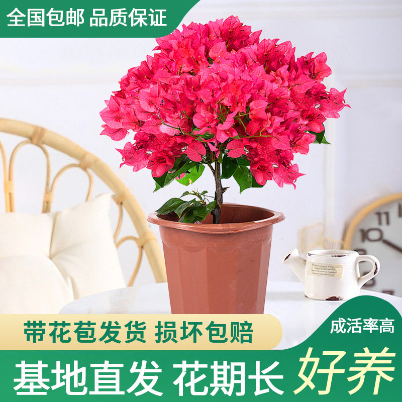 绿枝茵三角梅攀爬庭院四季美观花图片