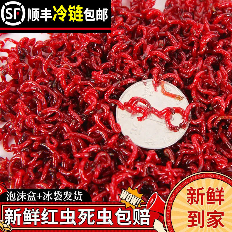 红虫活饵拉饵顺丰全国包邮包活爆护超大垂钓鲜活蚯蚓池塘水库特大图片