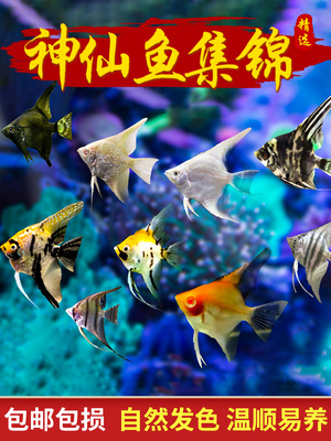 热带观赏小鱼神仙鱼燕鱼秘鲁埃及七彩好养活鱼小型淡水孔雀鱼苗