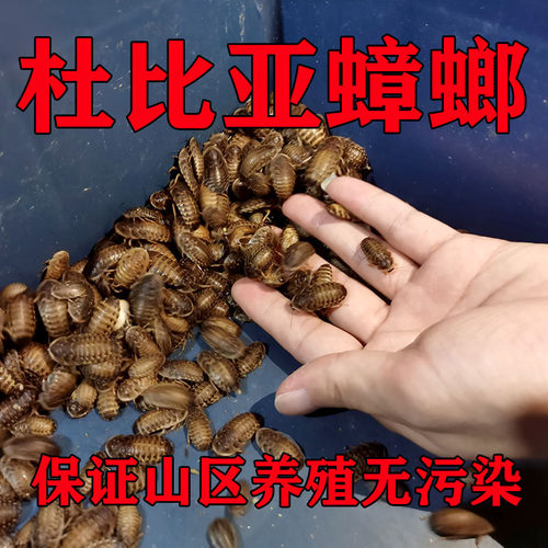 包邮杜比亚蟑螂成体昆虫活虫龙鱼专用饲料一斤