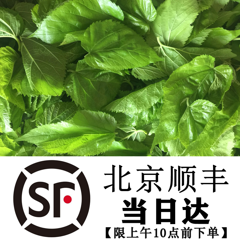 新鲜桑叶蚕宝宝饲料小蚕鲜嫩现摘桑树叶蚕叶养蚕专用北京顺丰同城