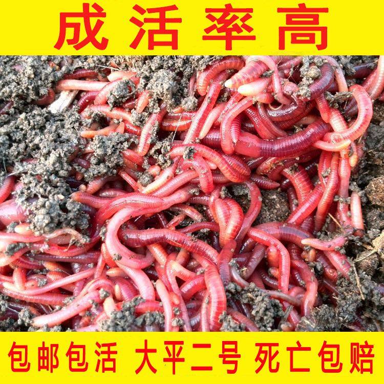 蚯蚓种 大平二号活邱蚓种苗散装活饵包活邮野钓大小号鲜活红蚯蚓