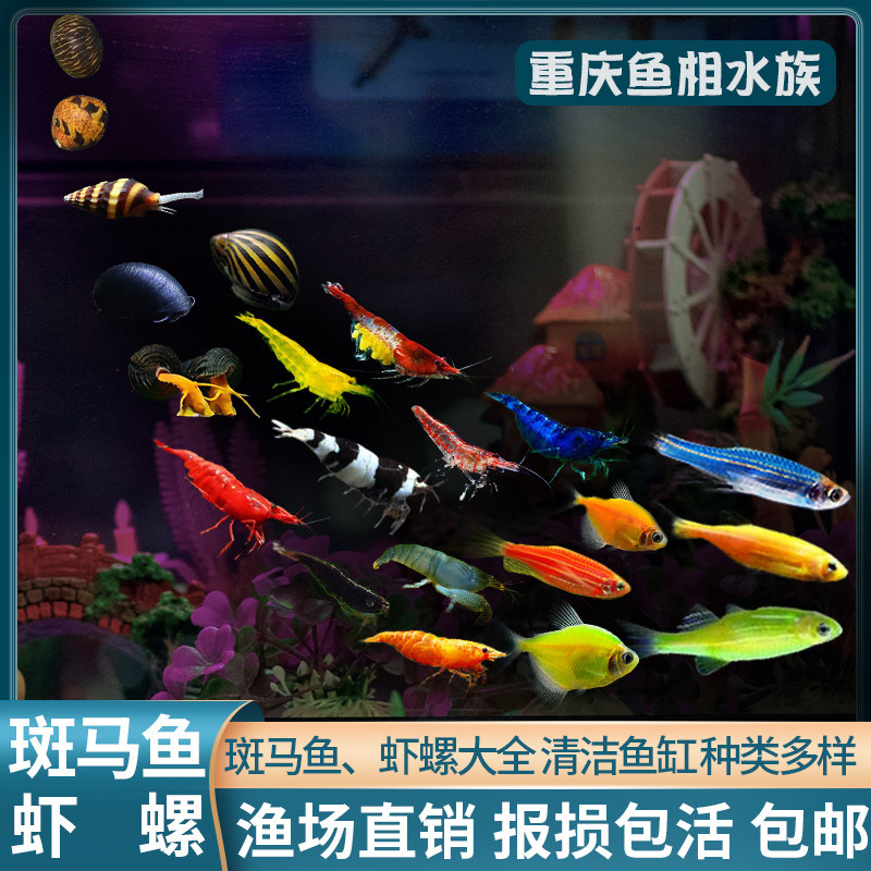 观赏虾活体宠物淡水除藻螺套餐红蓝斑马鱼长尾苗水族水晶虾黑壳虾