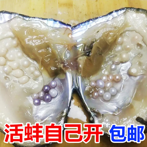 珍珠蚌自己开蚌取珍珠天然淡水活蚌壳河蚌多珠单珠鲜活包邮直播间