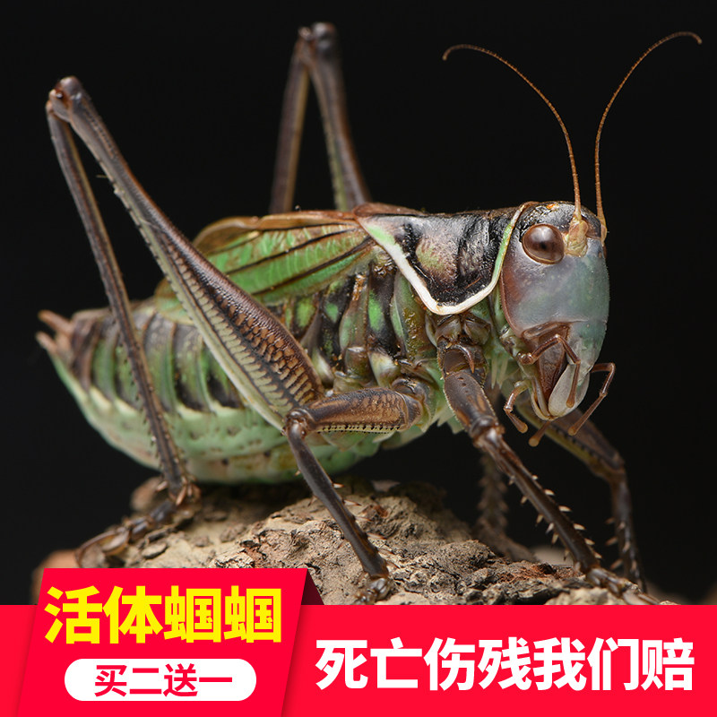 蝈蝈活虫笼子叫罐饲料鸣虫高端铁皮叫蝈蝈食物批冬蝈蝈发大号活物
