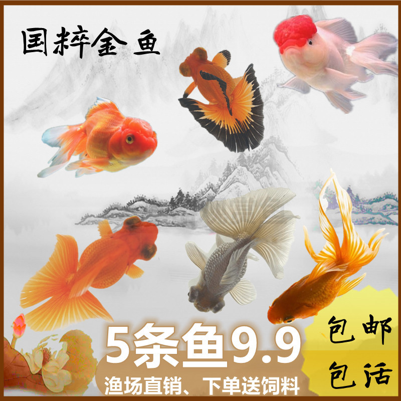 金鱼活体观赏鱼国粹小金鱼冷水观赏鱼锦鲤鱼金鱼苗淡水小型观赏鱼