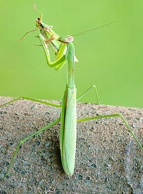 中华大刀螳螂刺花非洲大魔花兰花幽灵广斧活体宠物卵夹爬宠虫活体
