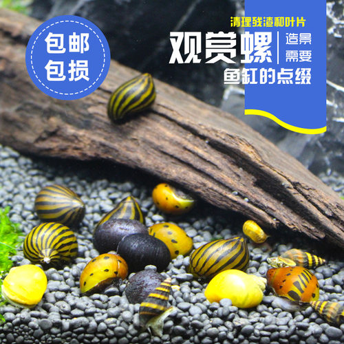 观赏螺活体除藻螺宠物螺淡水螺苹果螺斑马螺洋葱螺杀手螺工具螺