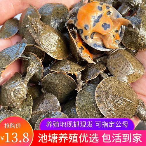 小甲鱼苗活体 外塘养殖中华鳖苗团鱼王八宠物 龙鱼饲料水鱼苗活物