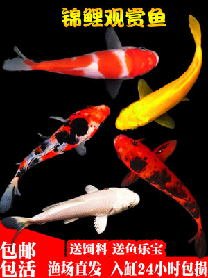 冷水淡水观赏鱼红白锦鲤鱼活鱼草金鱼中大型好养黄金龙凤鲤锦鲫鱼