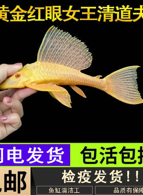 黄金红眼女王清道夫大帆女皇活体大型小型垃圾异型鱼缸热带观赏鱼
