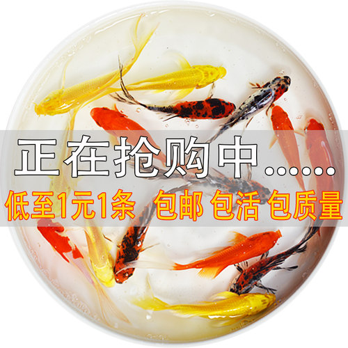 观赏鱼锦鲤活鱼金鱼易活淡水鱼好养的小鱼苗冷水活体鱼练手鱼