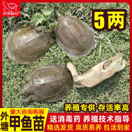 小甲鱼苗活体正宗生态外塘稻田童子中华鳖放养殖鲜活水鱼苗广东省