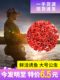 鲜活红虫特大号公虫活体活饵喂鱼饵拉饵鲫鱼野钓饵料钓鱼蚯蚓鱼饵