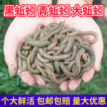 鲜活蚯蚓活体黑蚯蚓青蚯蚓灰蚯蚓土蚯蚓松土大蚯蚓活饵鱼饵诱饵
