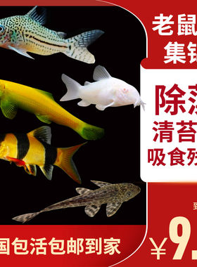 渔场包活清道夫清洁鱼底栖鱼老鼠鱼工具吃垃圾活体鱼大帆女王观赏