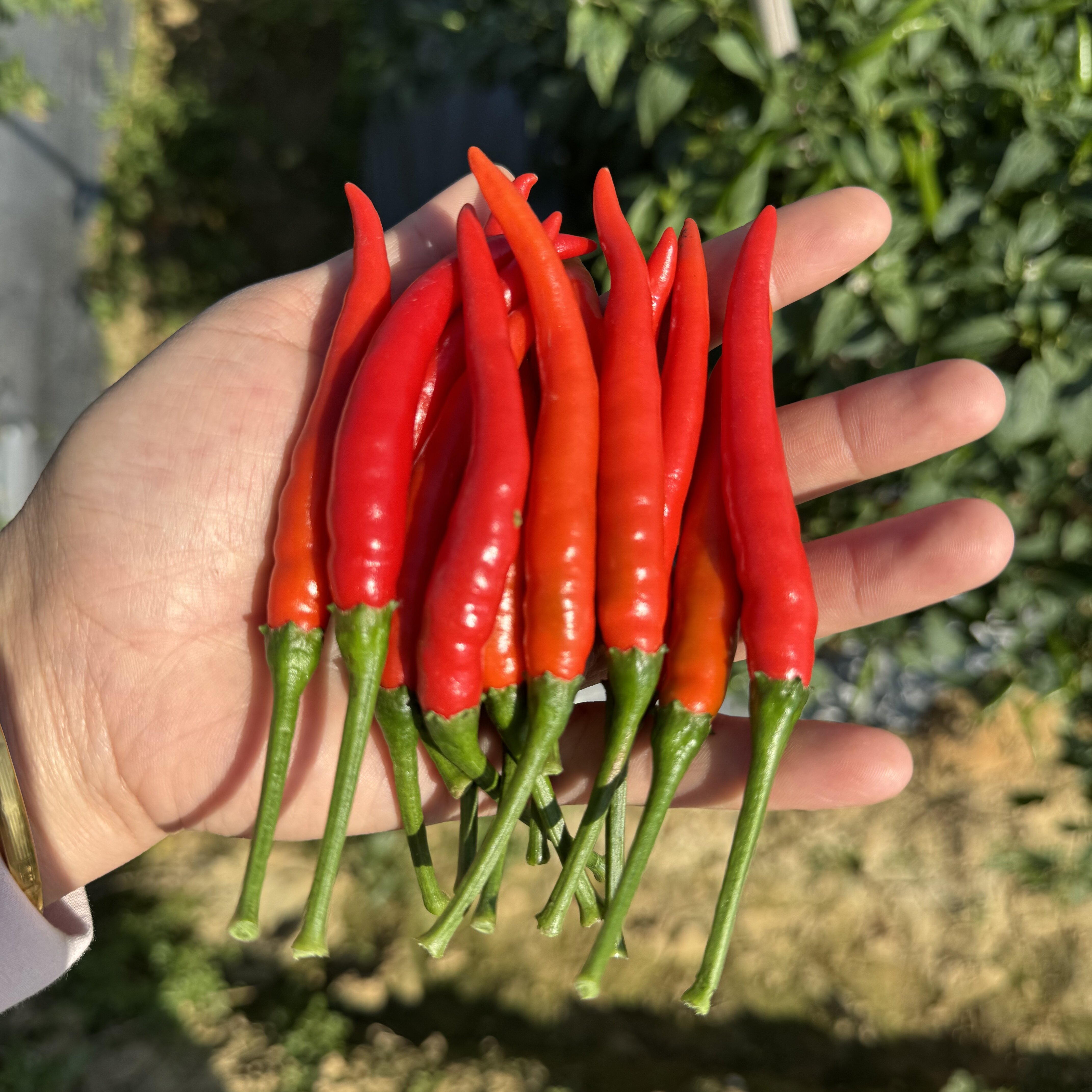 广西特辣小米辣 新鲜采摘现摘现发红辣椒农家自种,水产肉类/新鲜蔬果/熟食,新鲜豆类,淘宝优惠券,粉丝福利购,淘宝优惠卷