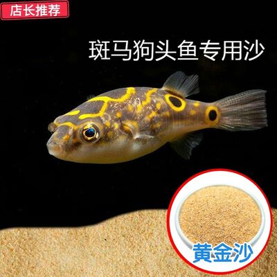天然黄金沙底砂皇冠斑马