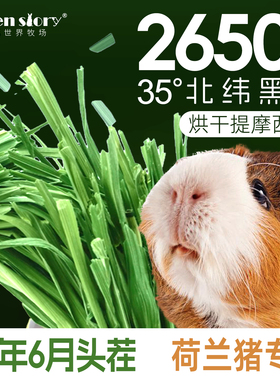 提摩西烘干草荷兰猪专用豚鼠粮草料牧草兔子龙猫干草北提饲料食物
