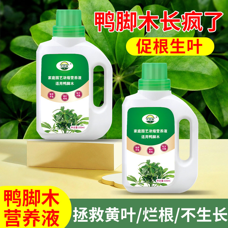 鸭脚木专用营养液治枯萎发黄肥料用盆栽植物无机液体养花肥型
