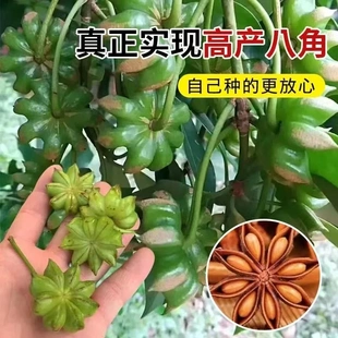 【大红八角树苗】无刺带土南北耐寒可盆栽地栽招财植物高产园艺现