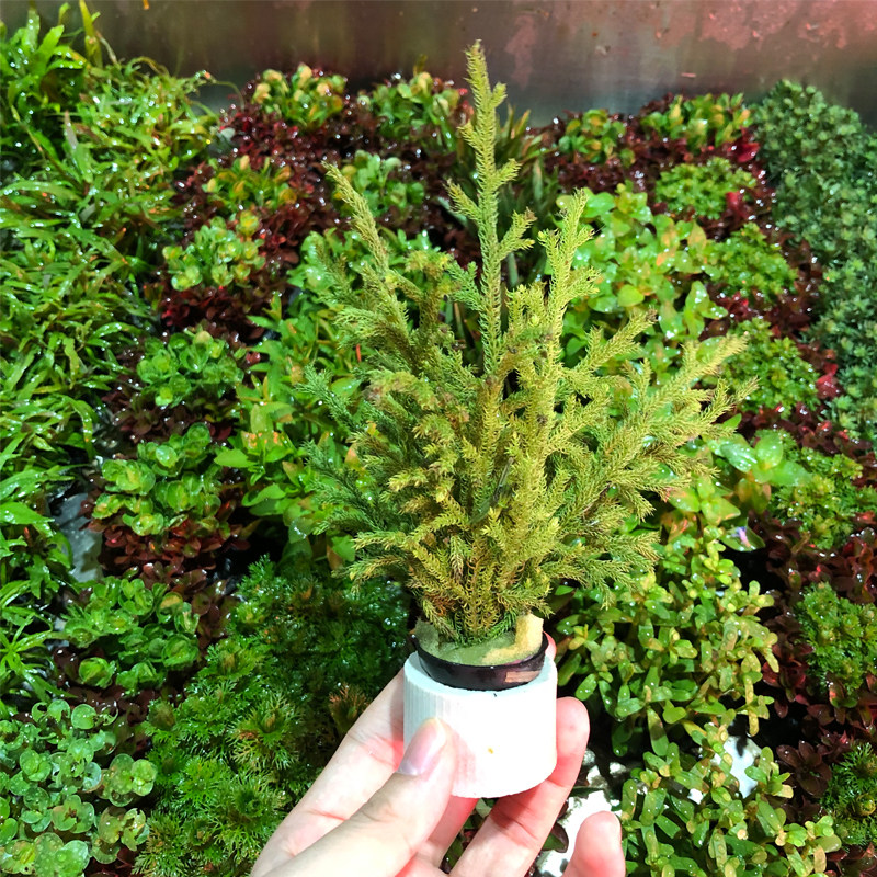 鹿角榕鹿角藓鱼草缸造景水培水陆缸草场直发懒人增氧阴性淡水水草