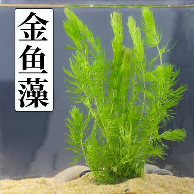 金鱼藻水草淡水浮萍蜈蚣草绿菊池塘制氧净化水质水族鱼缸好养易活