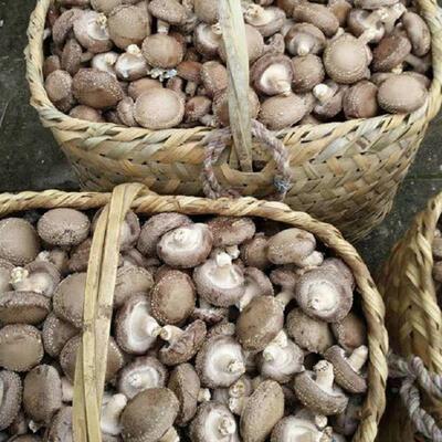 现采本地鲜香菇冬菇菊花菇香蕈香信台菌现摘新鲜香菇肉厚味美蘑菇