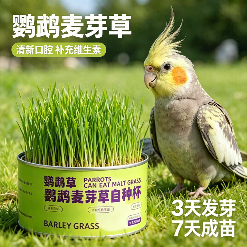 鹦鹉大麦草麦芽土培啃咬谷物饲料