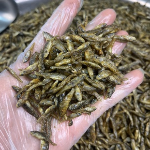 湖南湘西爬地虎鱼不苦干小鱼