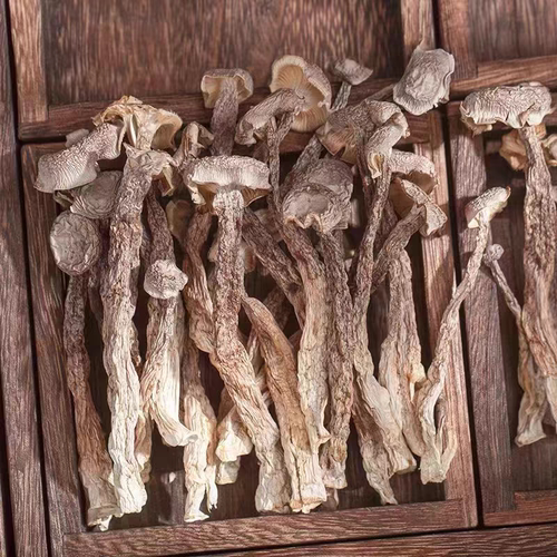 湖南湘西农家鹿茸菇