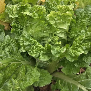 湖南湘西腊尔山青口白白菜  高山打霜清甜白菜（精品白菜）