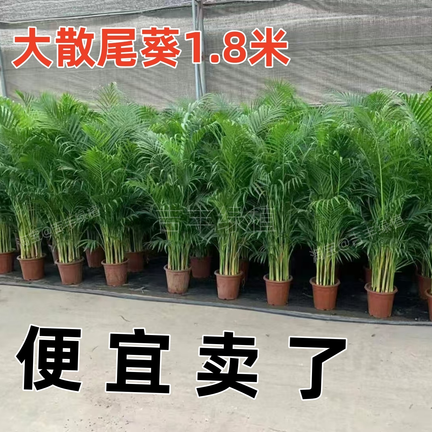 散尾葵植物盆栽客厅大型绿植室内落地办公室凤尾竹四季常青好养